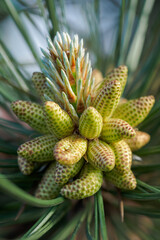 Fototapeta premium Pollen spores on the pine between the needles.