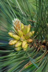 Fototapeta premium Pollen spores on the pine between the needles.