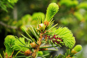 A green sprout on a young spruce shoot.