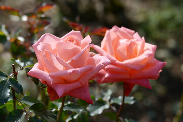 アラベル　バラの花