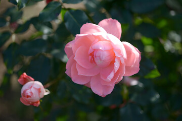 シャルダン　バラの花