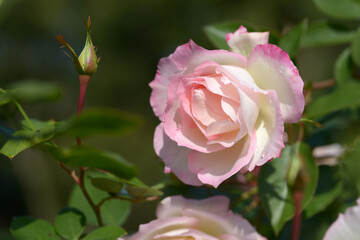 マチルダ　バラの花