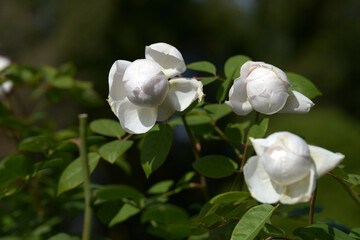 セントセシリア　バラの花
