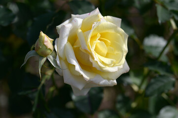 たそがれ　バラの花