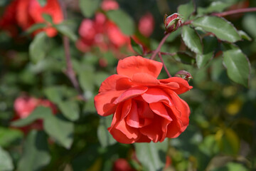 ルスティカーナ　バラの花