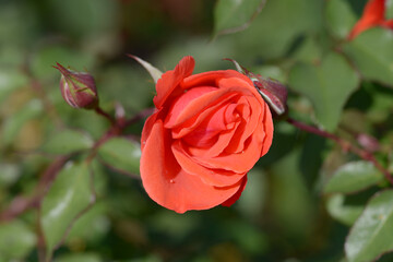 ルスティカーナ　バラの花