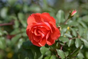 花房　バラの花