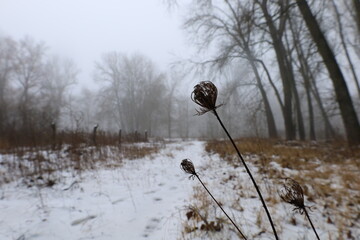 Daucus carota in the winter forest 
