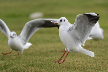 Groupe de mouettes sur une pelouse