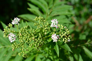 European dwarf elder