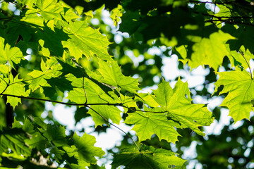 Fototapeta na wymiar Fresh green maple leaves on a branch in backlight.