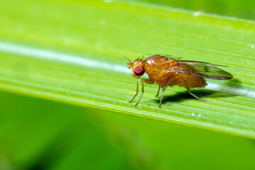 Fruit flies on top of a leaf macro close up