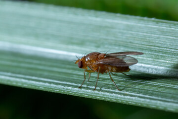 Fruit flies on top of a leaf macro close up