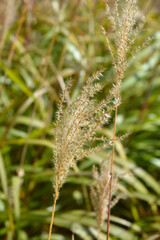 Chinese silver grass