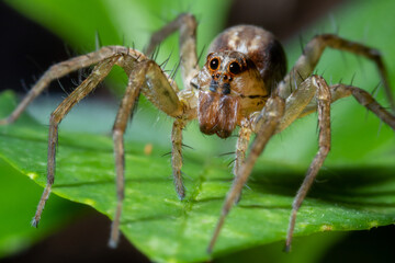 Spider posing on top of a leaf macro close up