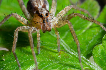 Spider posing on top of a leaf macro close up