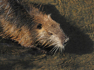 ヌートリア　野生