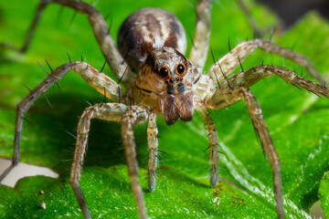 Spider posing in the nature macro close up