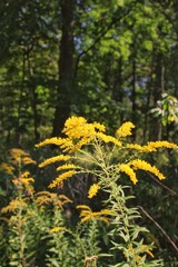 flowers in the woods