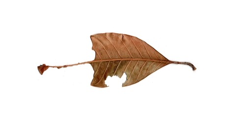Leaf With Holes Eaten By Pests insects collection Isolated On White Background	