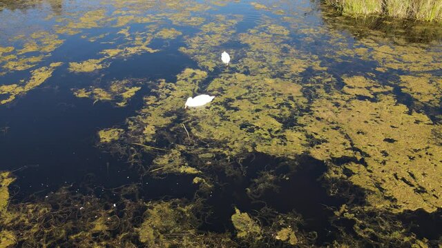 A par of swans on Lake Komosa.