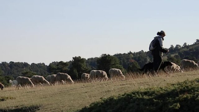troupeau de mouton dans un alpage	
