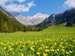 Yellow flower meadow in Nenzinger Himmel in early spring with snow-capped Panueler in the...