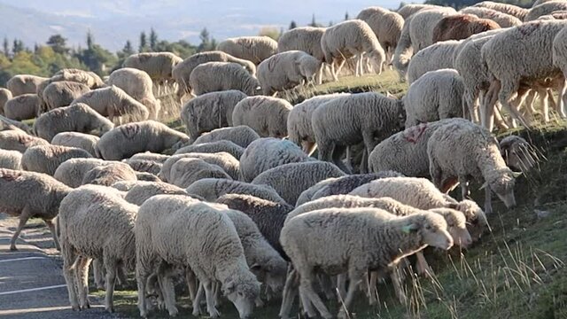 troupeau de mouton dans un alpage	
