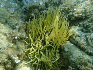 Naklejka na ściany i meble Snakelocks anemone or opelet anemone (Anemonia viridis) undersea, Aegean Sea, Greece, Halkidiki