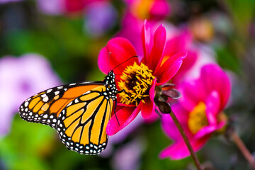 Monarch butterfly feeding on a flower.