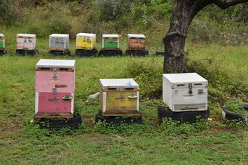 beehives