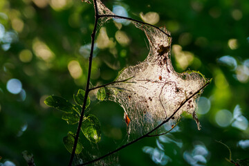 Threads protecting caterpillars on a tree branch. 