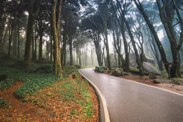 Naklejka premium Road in a forest covered with mist
