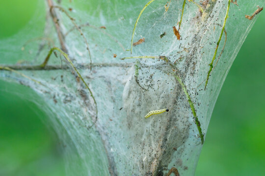 Raupenkot Bilder Durchsuchen 254 Archivfotos, und