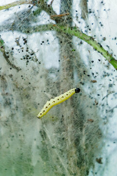 Raupenkot Bilder Durchsuchen 254 Archivfotos, und