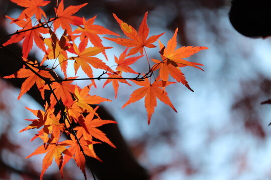 彩花加藤photos Images Assets Adobe Stock