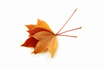 autumn leaves
