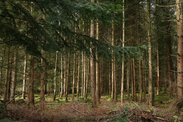 Obraz premium Beautiful coniferous forest on a sunny day