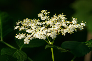 Black elderflower flowers in nature.