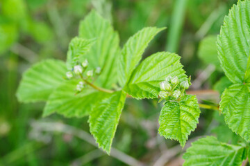 Blackberry flower buds and green fresh leaves.
