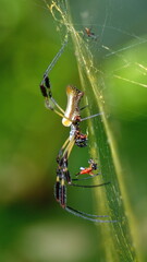  Golden silk orb-weaver in a web in the jungle near Playa del Oro, Ecuador