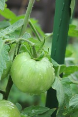 tomato in the garden