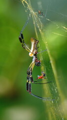  Golden silk orb-weaver in a web in the jungle near Playa del Oro, Ecuador