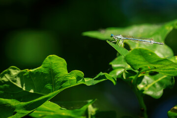 Wisp - thin dragonfly chiffon seated.