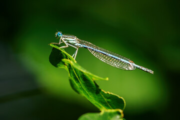 Wisp - thin dragonfly chiffon seated.