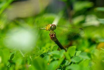 close up of a dragonfly