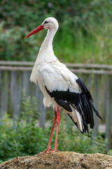 Obraz premium White Stork (Ciconia ciconia) standing on a rock