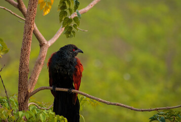 Great red bird looking for prey.