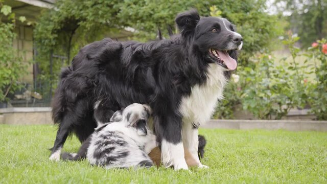 A mother dog breastfeeds her puppies in a garden
