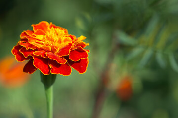 Marigold flower on a blurry background, macro photo.